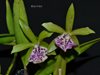 Brassocattleya Binosa